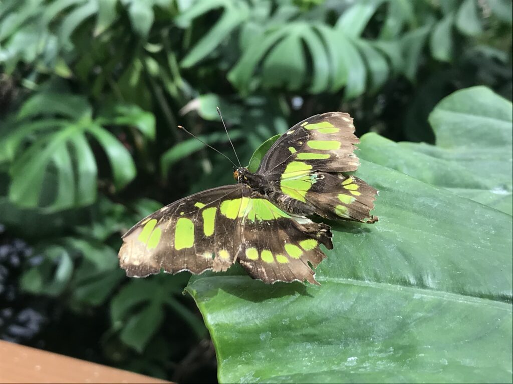 Esemplare di farfalla alla Casa delle Farfalle