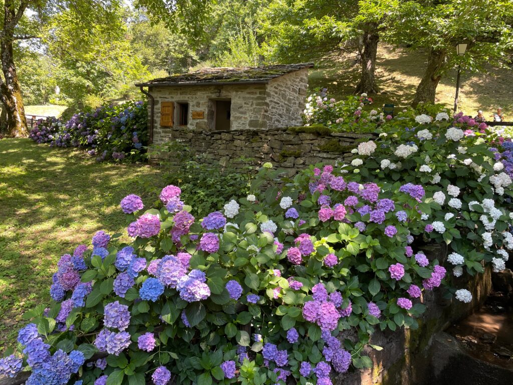 Fioritura delle ortensie a Tresana