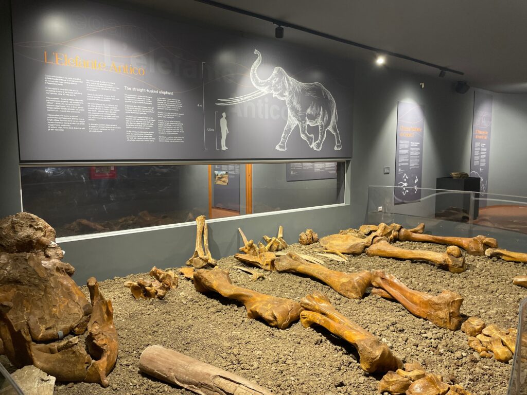 MUGEPA Museo Geopaleontologico di Rotonda